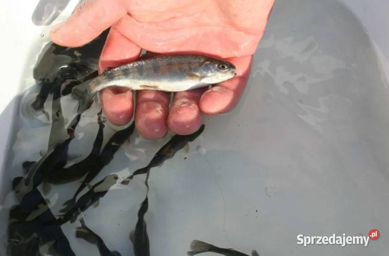 ZARYBIANIE 2026 Zapisy na ryby do stawów 9 Nowa Ruda