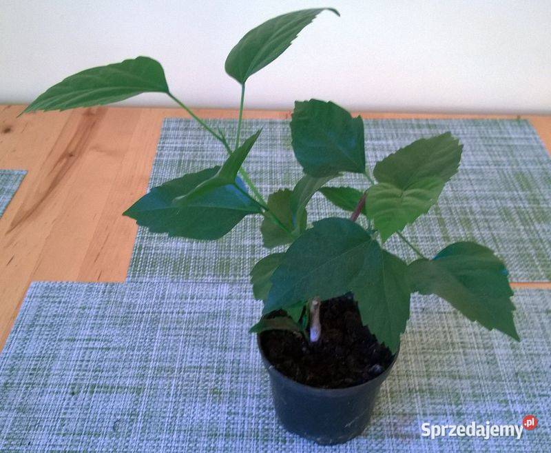 Róża chińska pełna czerwona hibiskus ketmia Pszczyna