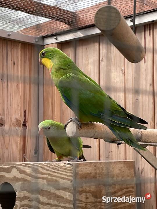 Barabanda Księżniczka Tarczowa opolskie