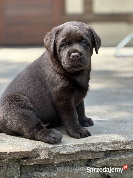 Czarne i czekoladowe szczenięta Labrador Przygodzice