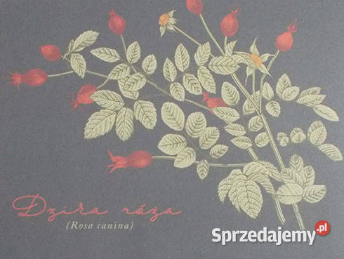 botaniczny obrazek A4 rośliny plakat A4 obraz zachodniopomorskie