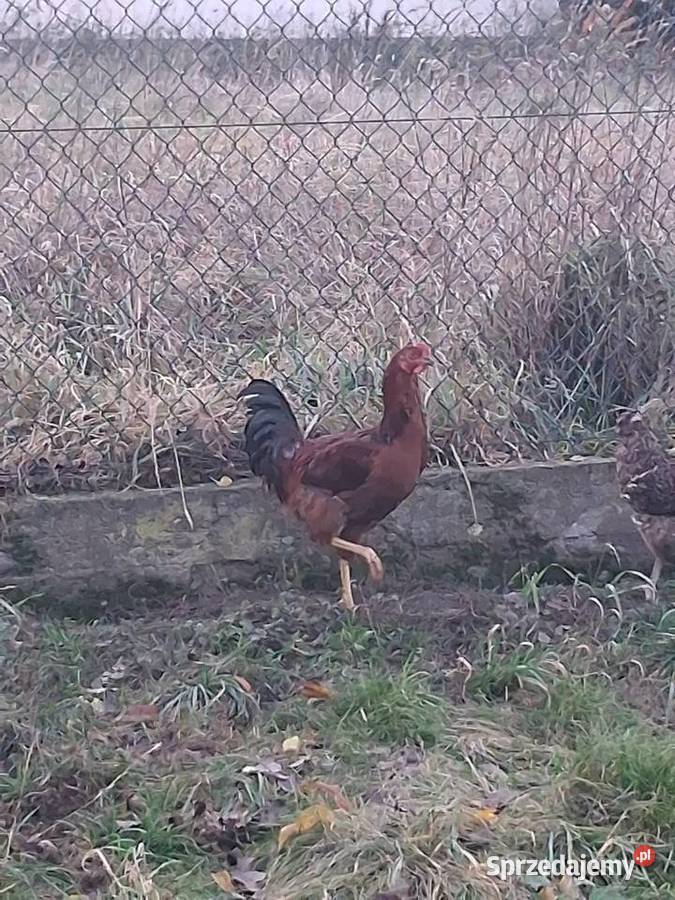 koguty mlode z lipca Ptaki Modła Królewska