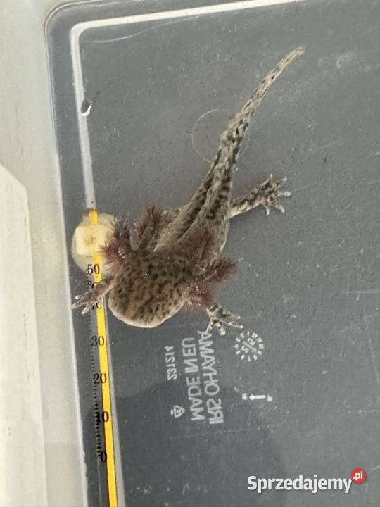 Axalotl Aksolotl Salamandra Meksykańska Płaz Ryby sprzedam