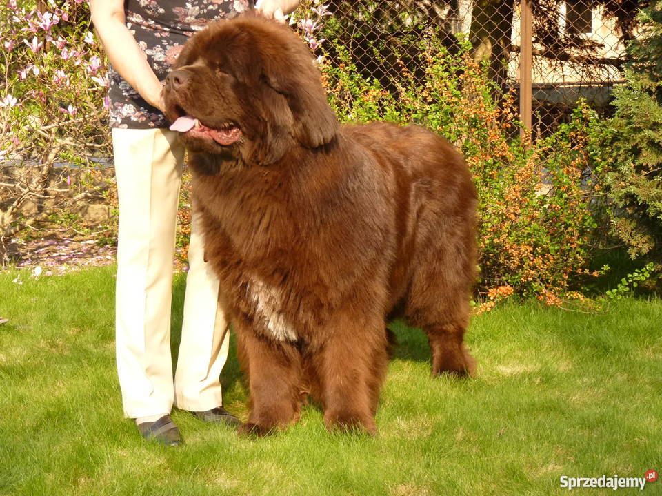 nowofundlandniufki z rodowodem FCI Krotoszyn