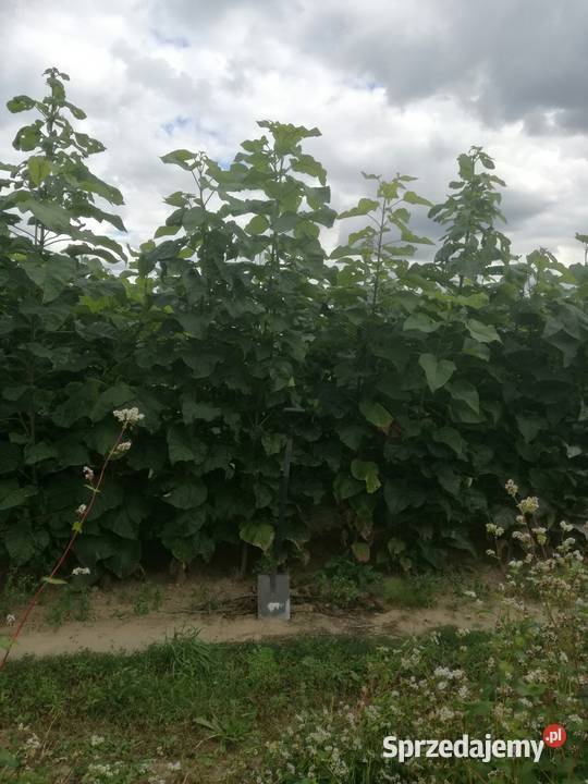 katalpa podkładka do szczepień catalpa surmia Puławy