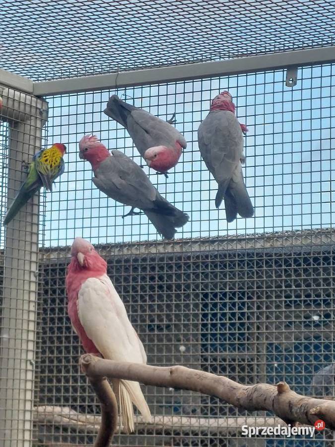 Sprzedam papugi wielkopolskie Grodzisk Wielkopolski