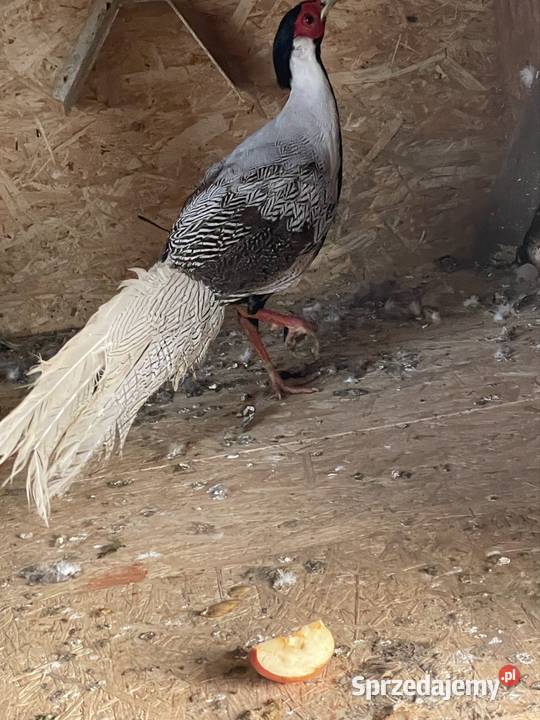 Sprzedam samice bażanta złotego Ptaki Grzybnica