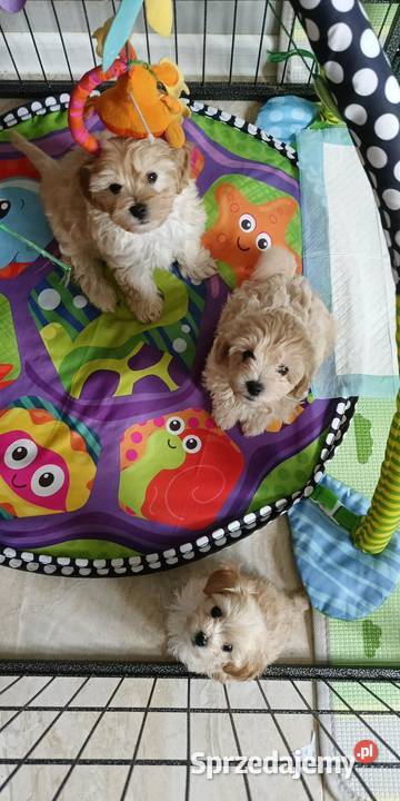 Maltipoo śliczne sunie i piesek miniaturowy Psy Opole Lubelskie