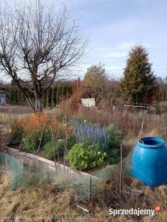 Sprzedam działkę ROD w Sierakowie koło 333m2 Sieraków