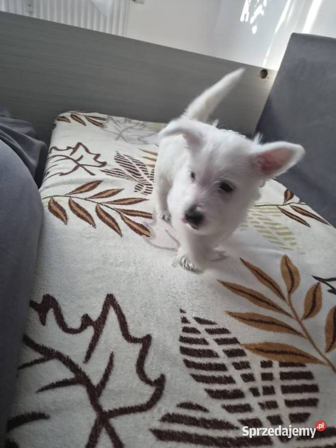 West Highland White Terrier Ustka