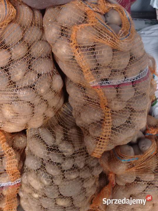 Sprzedam ziemniaki jadalne Rośliny okopowe Gołuchów