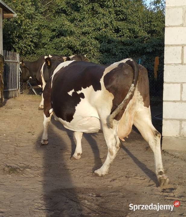 Sprzedam krowy cielne