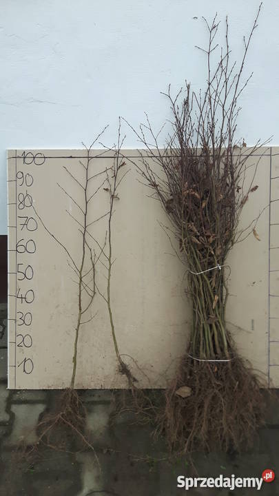 Thuja brabant 100 świerk srebrny jodła kaukaska Rybnik