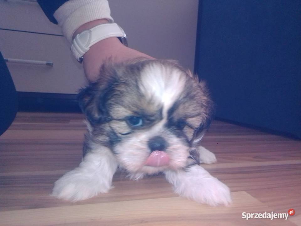 Shih TZU Lubin