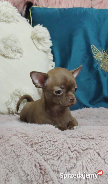 Gotowa Do OdbioruCzekoladowa Laleczka Chihuahua Ciszkowo