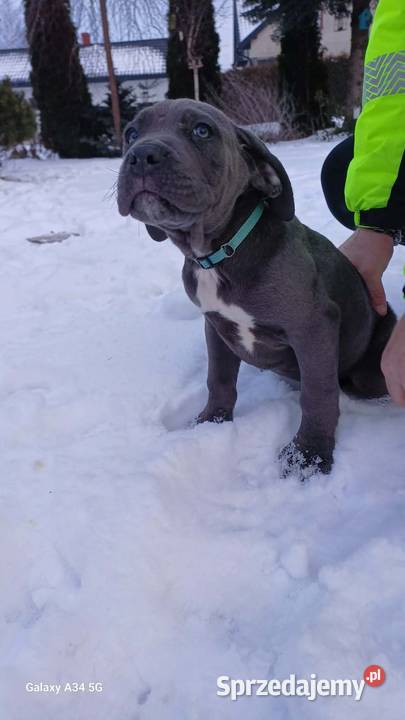 CANE CORSO BLUE piesek Bychawa