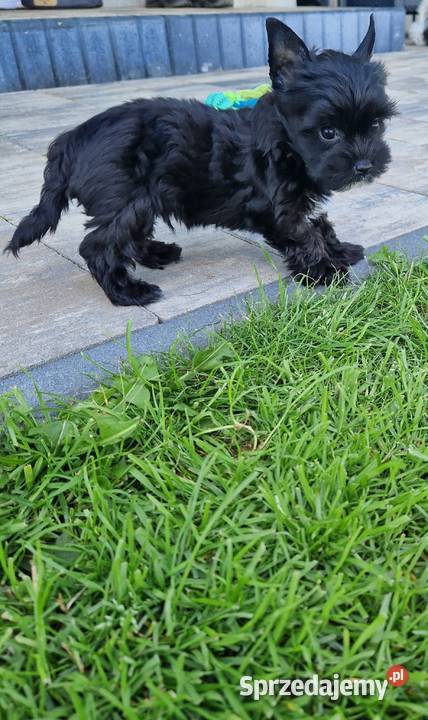 Yorkshire Terrier CZARNA Diablica Niepołomice