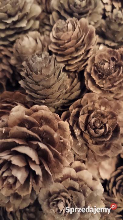 Szyszki sosnowe modrzewiowe swierkowe Wola Jasienicka