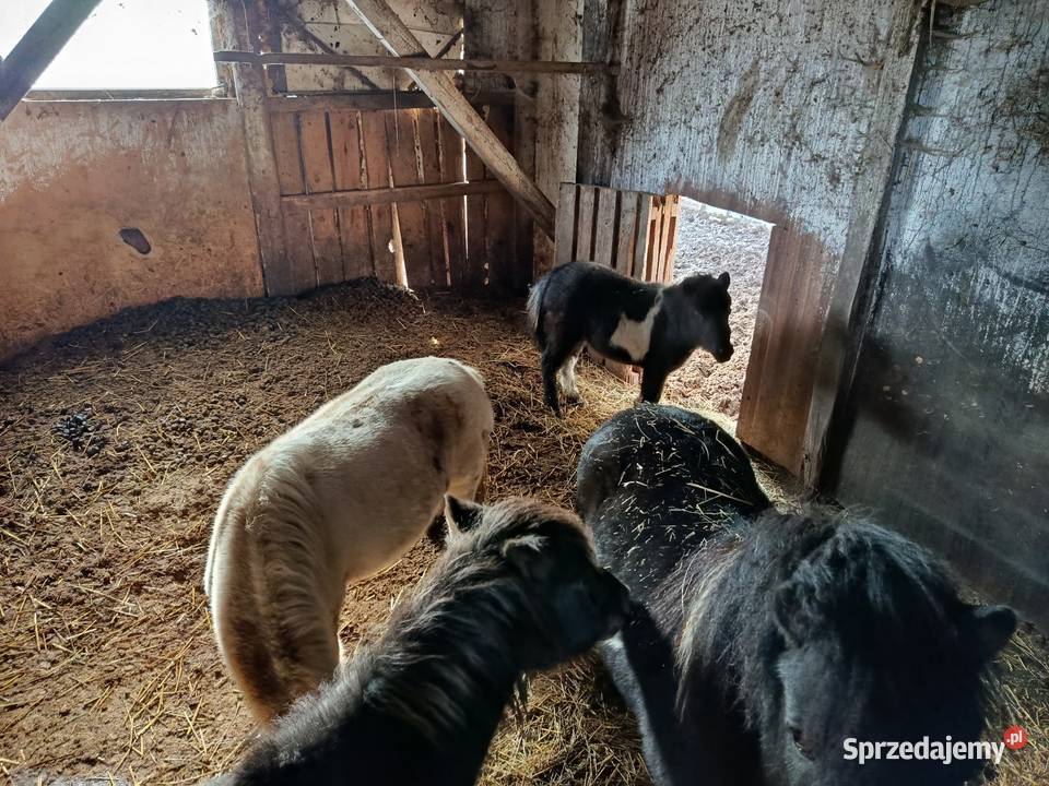 Konie kucyki Konie łódzkie Piotrków Trybunalski