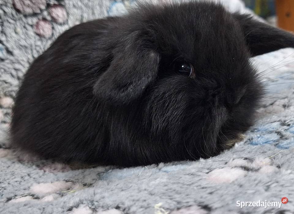 Króliczek Baranek Mini Lop samiczka Wołomin