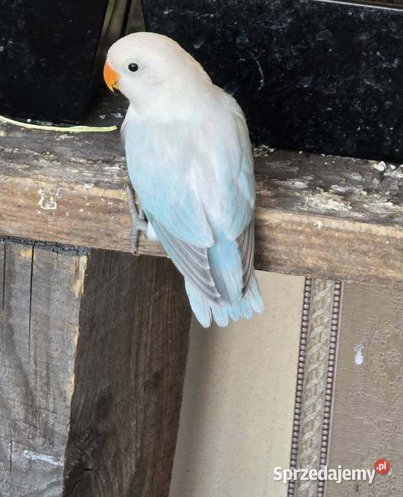 Nierozłączki opalin dilute Zabrodzie