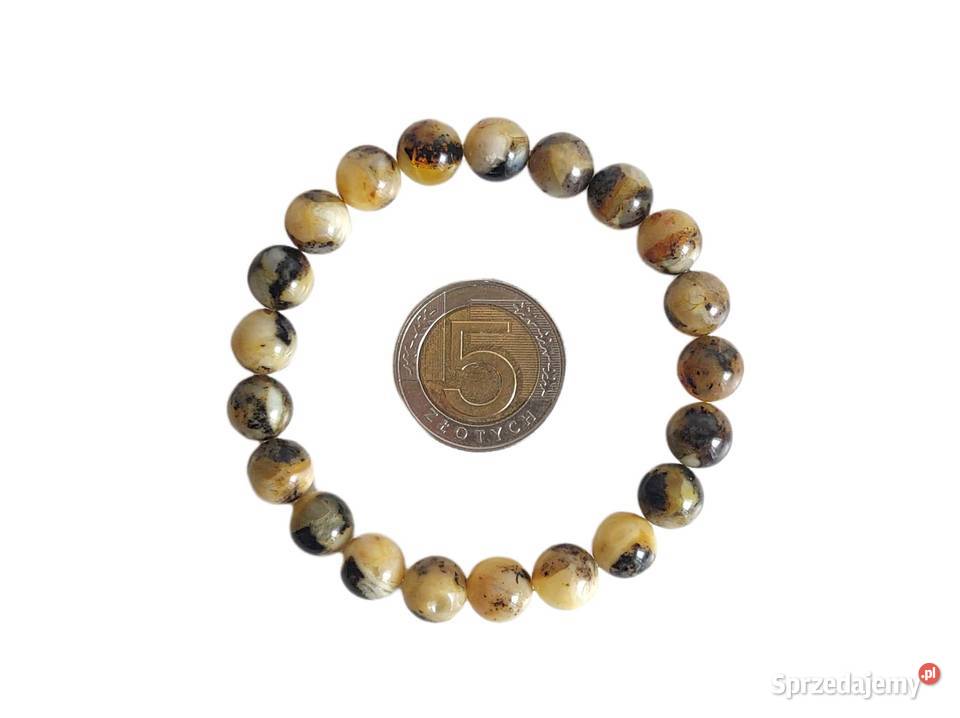 7513 Łaciate Bursztynowe Brudaski Kędzierzyn-Koźle