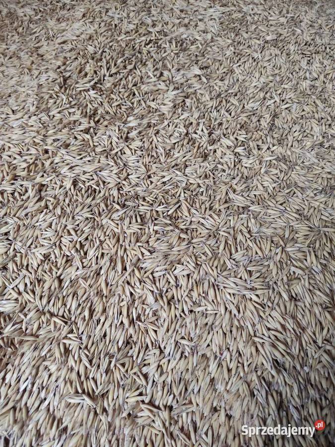 Sprzedam owies Bingo łódzkie