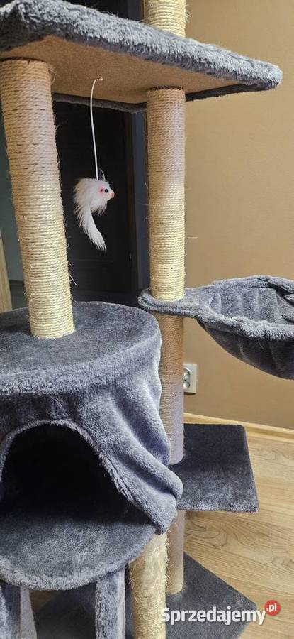 Drapak kota Bydgoszcz