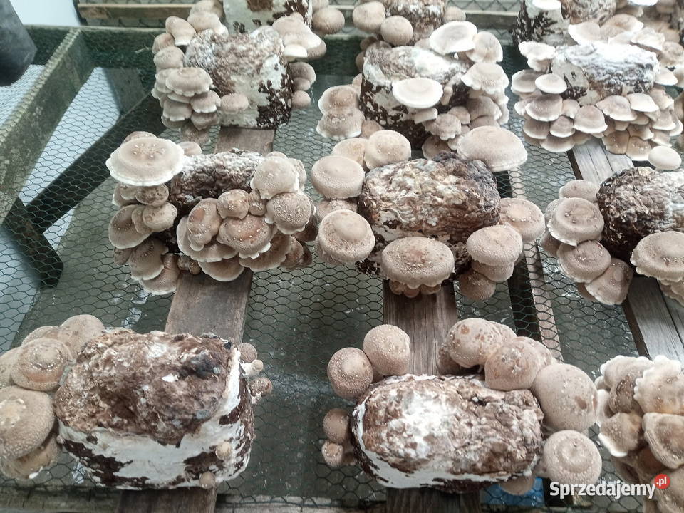 SHITAKE Dolice sprzedam