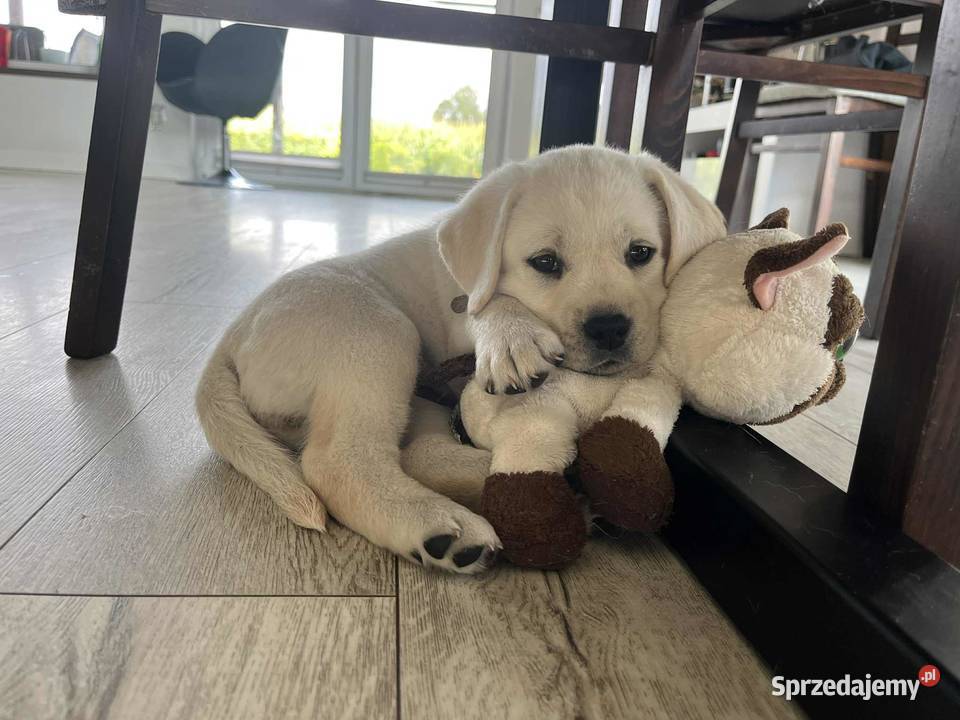 Labrador retriever ZKwPFCI suczka wolna chorób Toruń