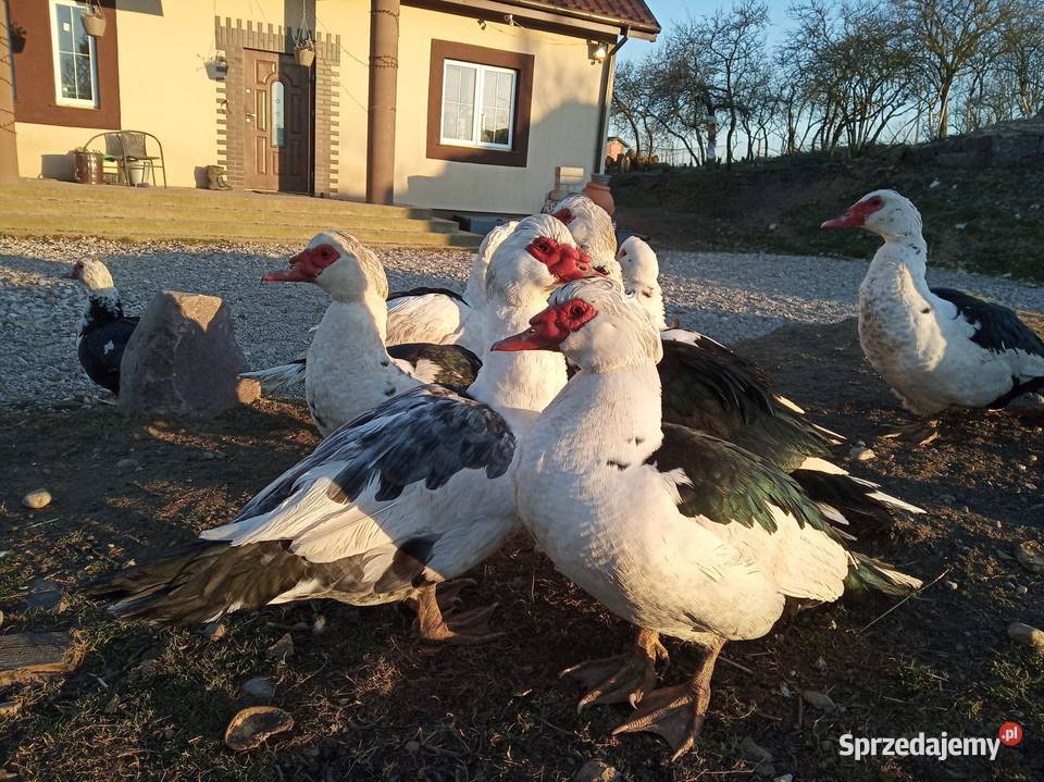 Kaczki i kaczorki francuskie piżmowe nieme