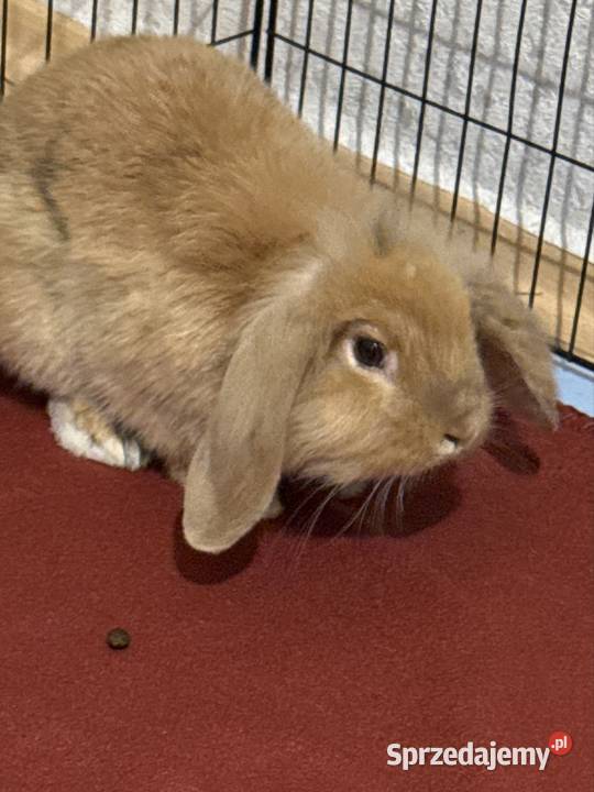 Sprzedam królika baranka śląskie Bytom