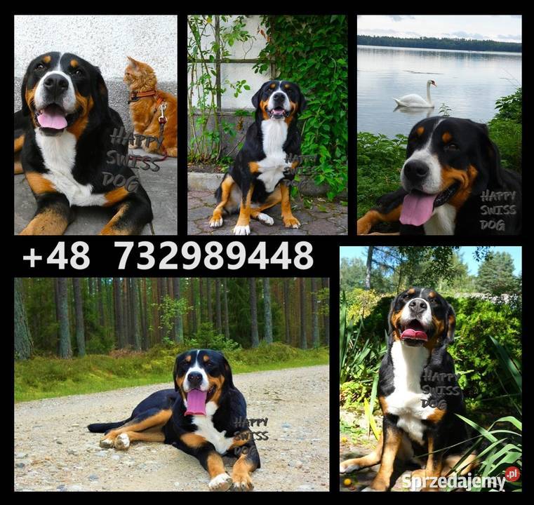 Duży Szwajcarski Pies Pasterski hodowla