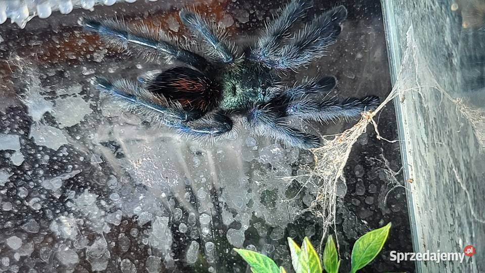 Coribena versicolor Włocławek sprzedam