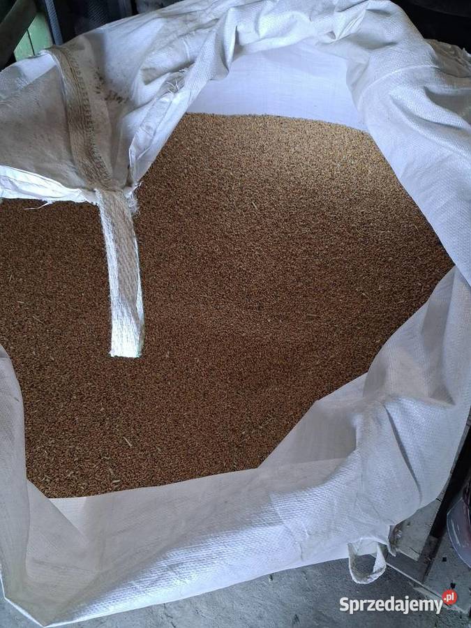 Pszenica Ozima Rewolver lubelskie Bystrzyca Stara sprzedam