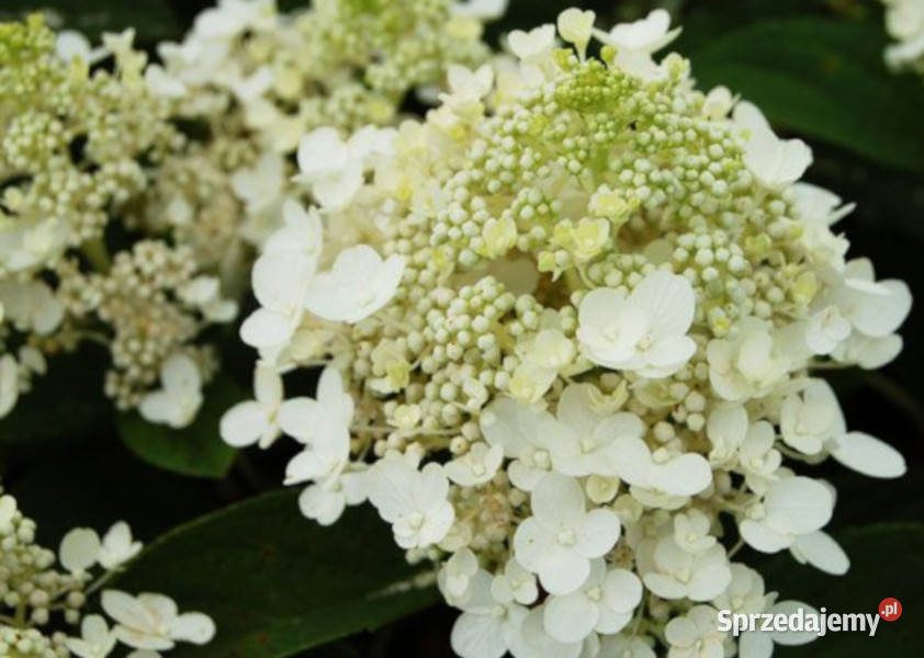 HORTENSJA BUKIETOWA Baby Lace sadzonki w