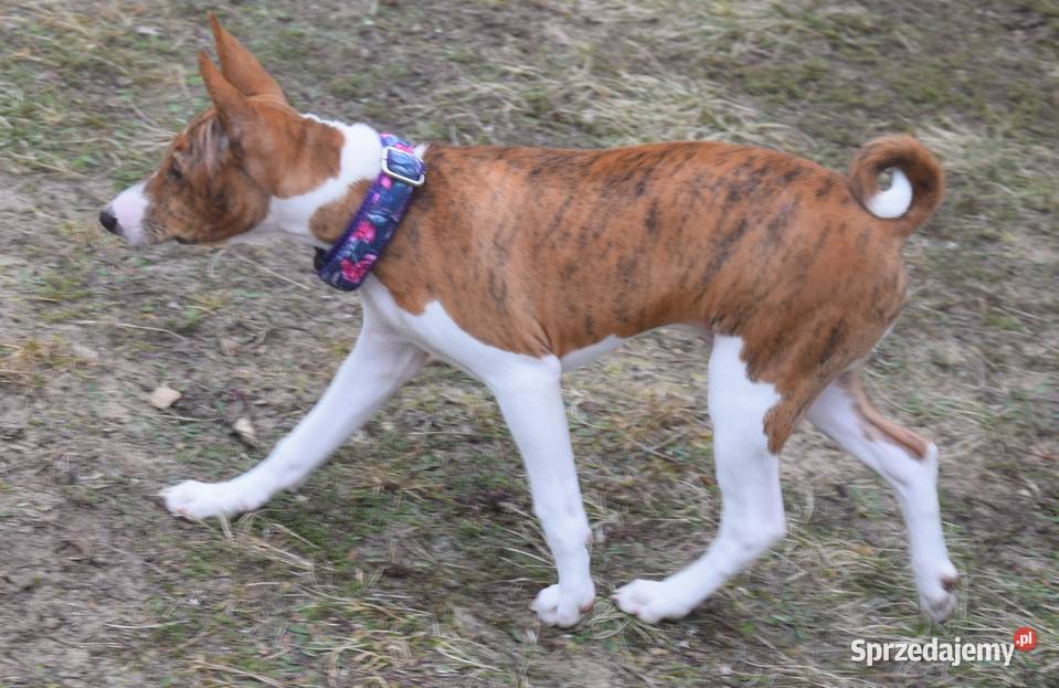 Basenji szczeniaki championach Dostępne stycznia