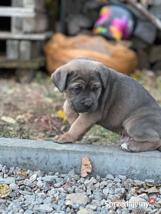 Cane Corso szczenieta rodowodowe błekitne i Bychawa