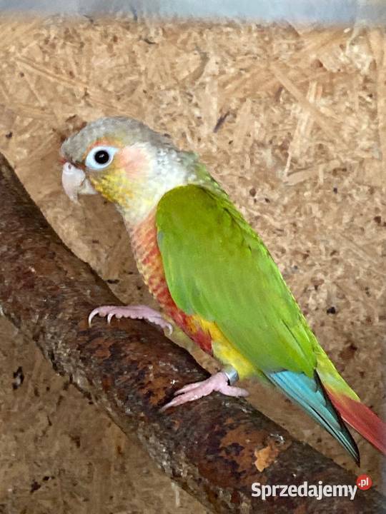 Rudosterki pinaple zielone czerwone pary lęgowe Szaflary