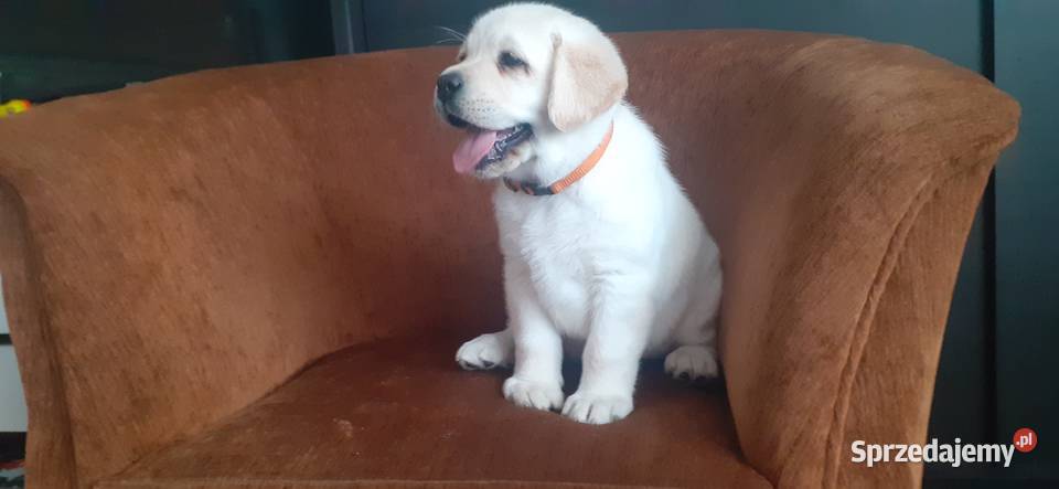 Labrador Retriver Reproduktor mazowieckie Pasztowa Wola-Kolonia