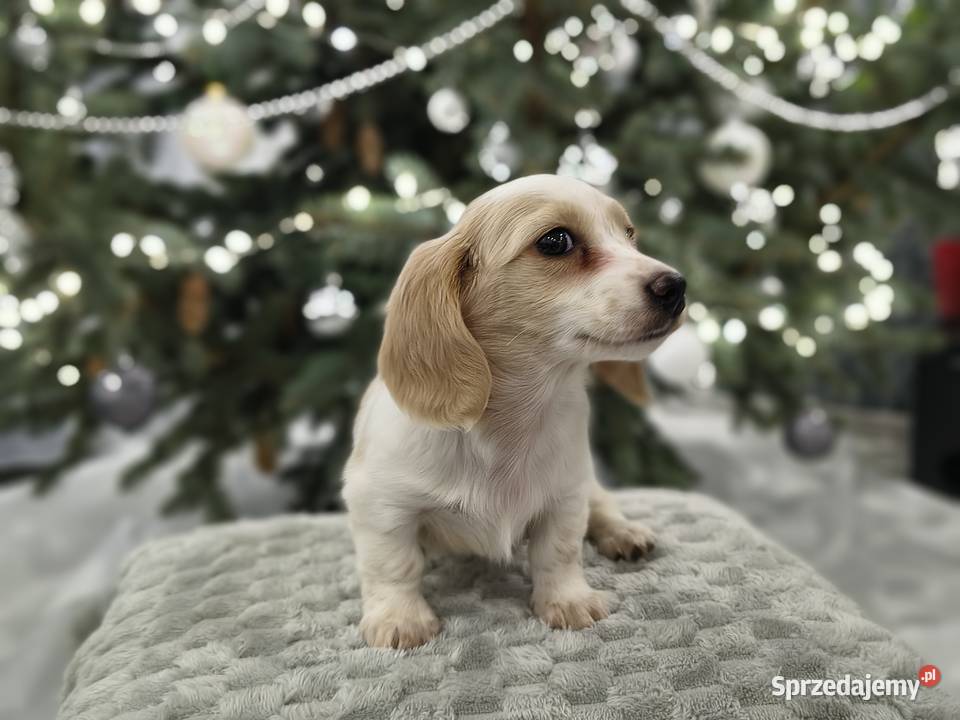 Jamnik długowłosy miniaturowy Dackel dachshund Żychlin