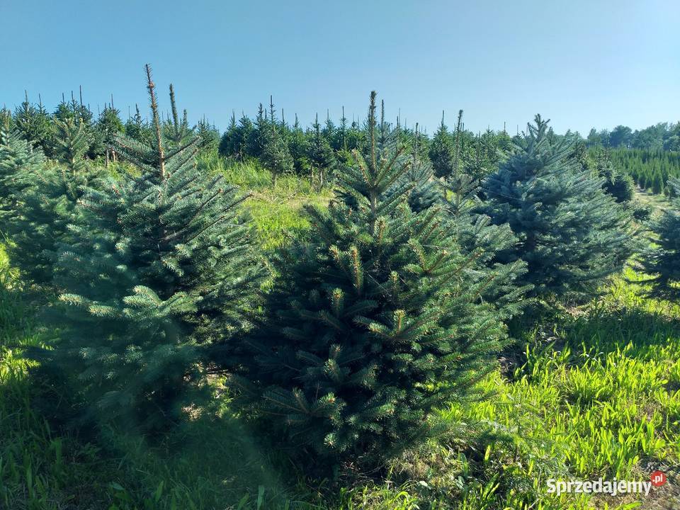 Choinki świerk jodła hurt detal Śniadka Druga sprzedam