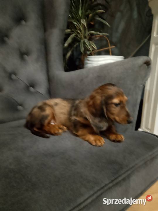 Jamnik długowłosy merle piesek