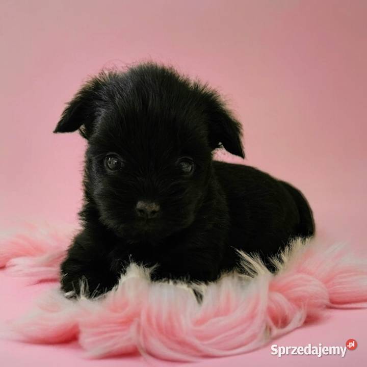 Cała Czarna Suczka York Bez Bieli UNIKATOWA opolskie