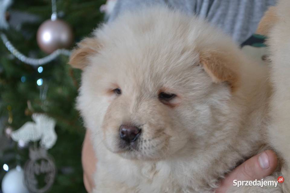 CHOW CHOW CZAU CZAU DO ODBIORU Psy