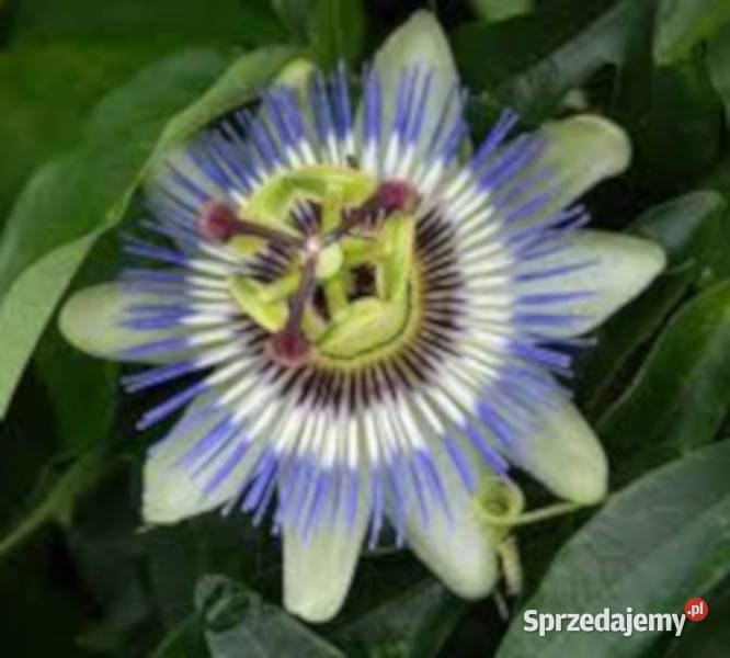 MĘCZENNICA JADALNA Passiflora edulis NASIONA Lubanie sprzedam