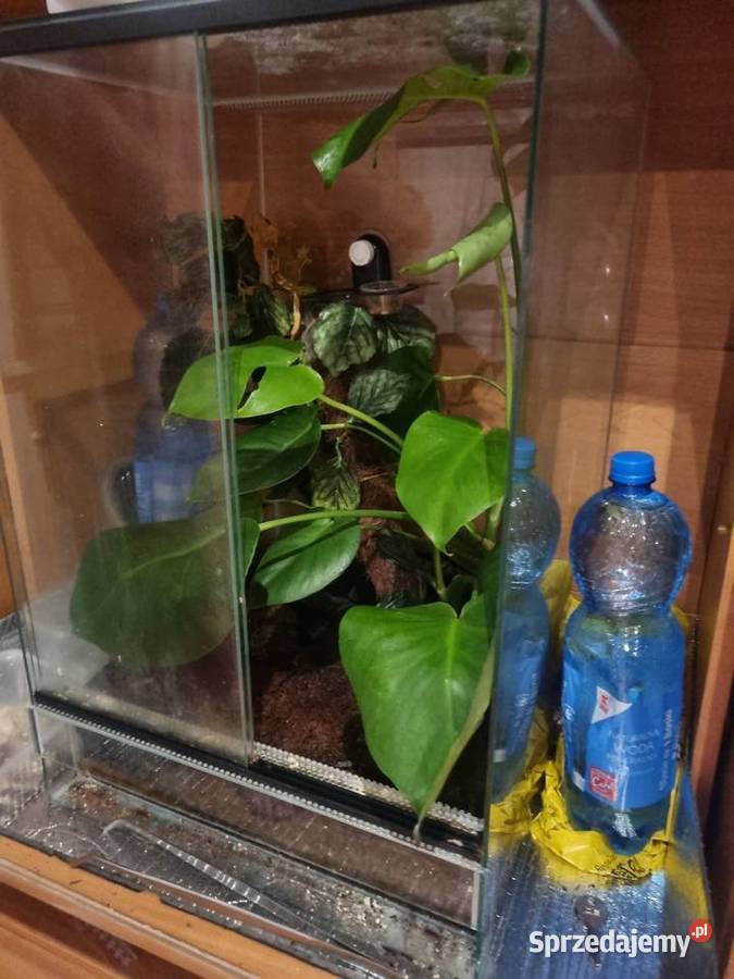 Gekon orzęsiony z terrarium małopolskie Bobrek sprzedam