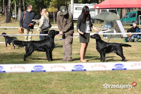 szczenięta flat coated retriever zapowiedź miotu