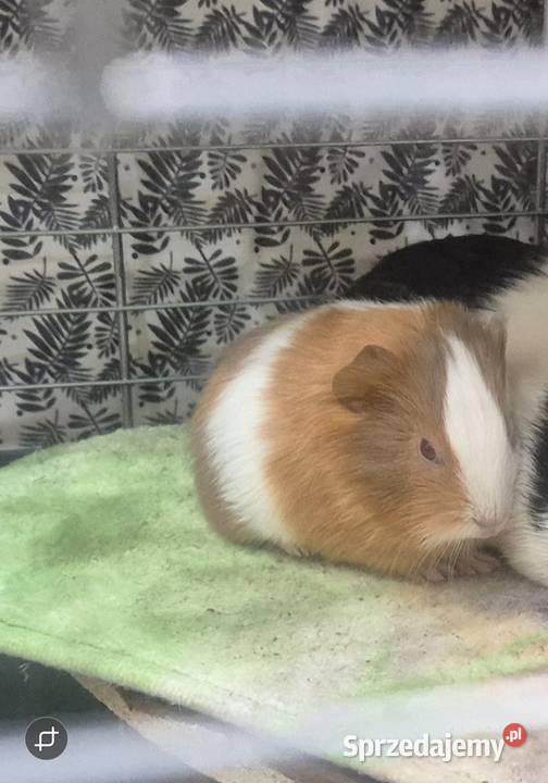 Świnka morska samiec Chełm