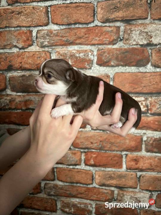 Chihuahua długowłosa suczka Chihuahua